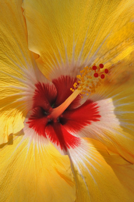Flower of an hour hibiscus copy